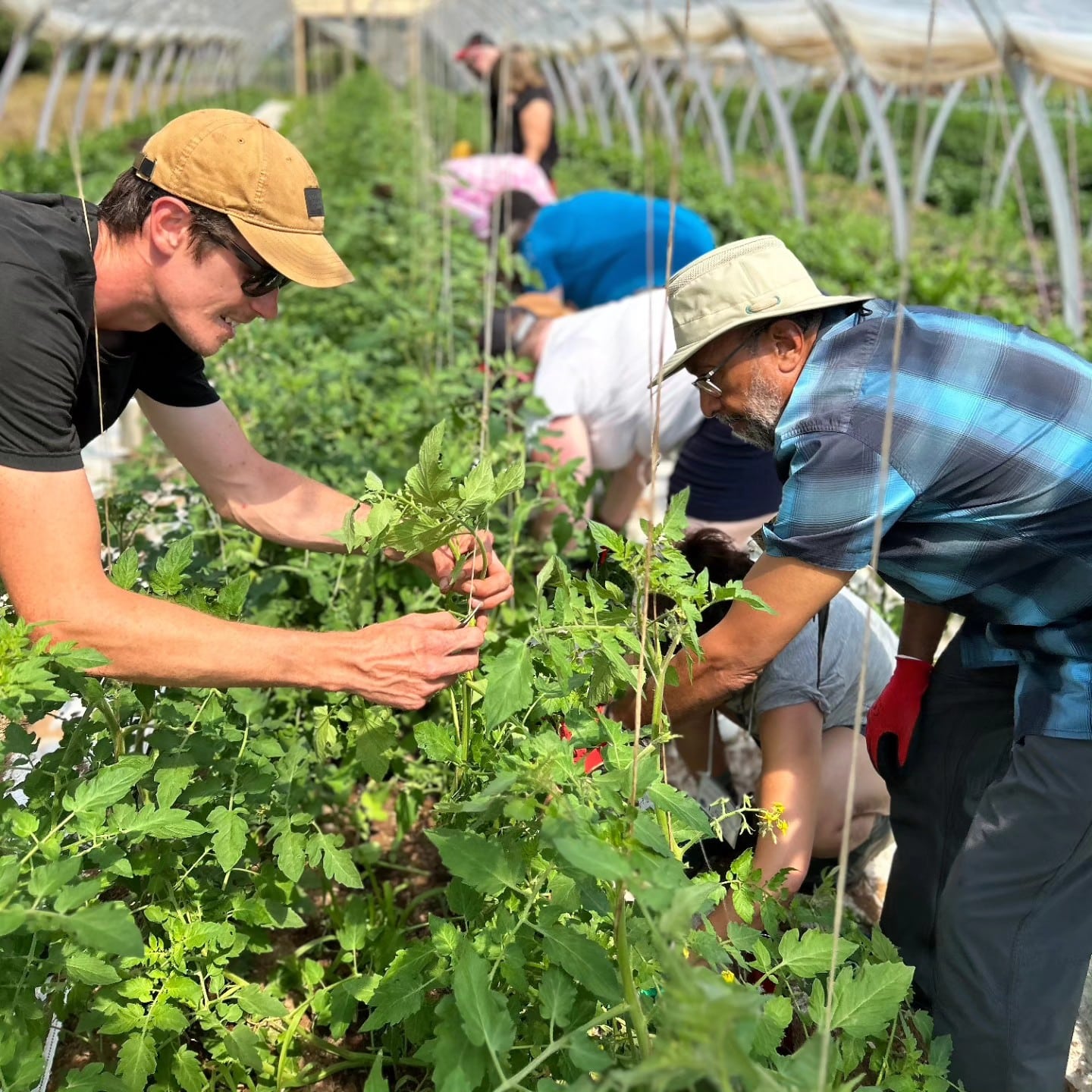 Guide and participants learning how to harvest herbs in Wolfille Nova Scotia