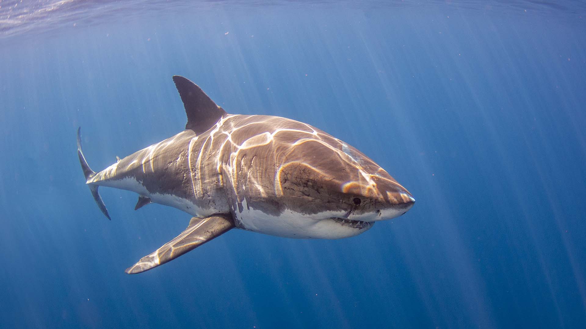 Photo of a great white shark that was taken on a shark expedition boat tour in Nova Scotia