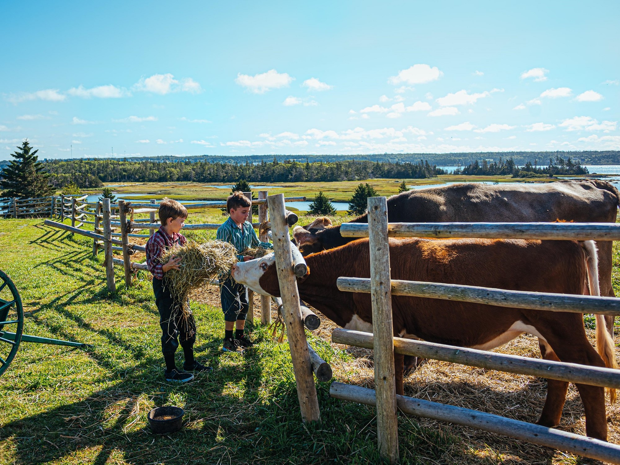 Two boys feed hay to a cow.