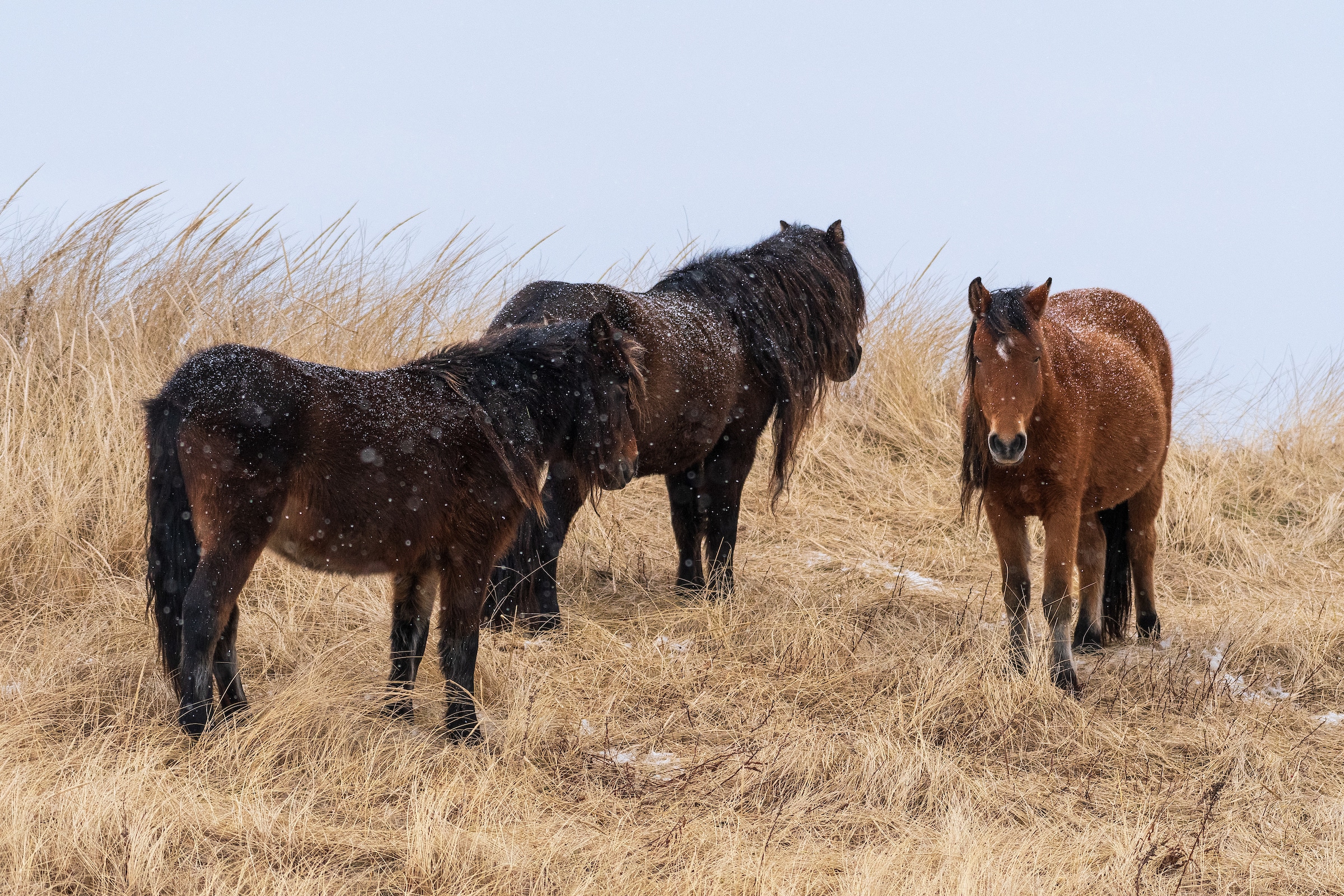 Three horses stand in tall, brown grass. The sky is grey and it is snowing.