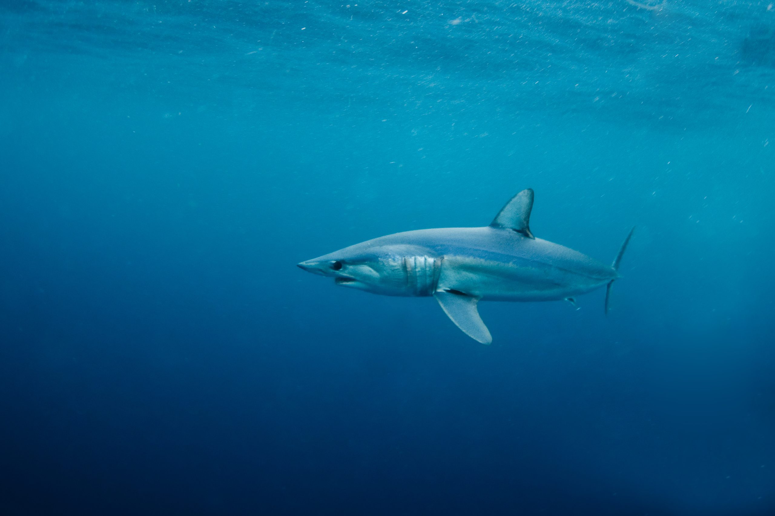 A great white shark swimming in the ocean