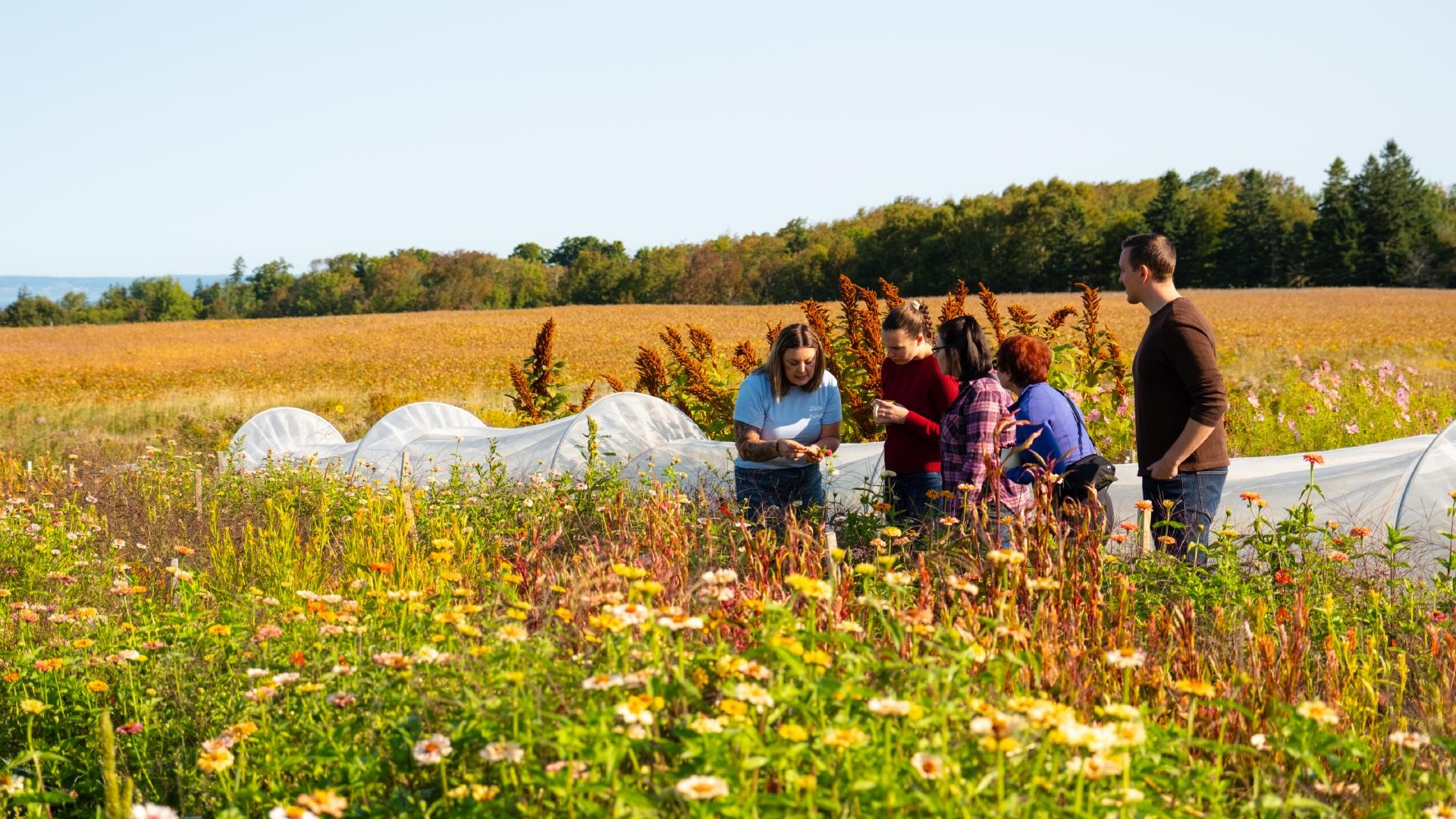 Four people observe a tour at a flower farm.