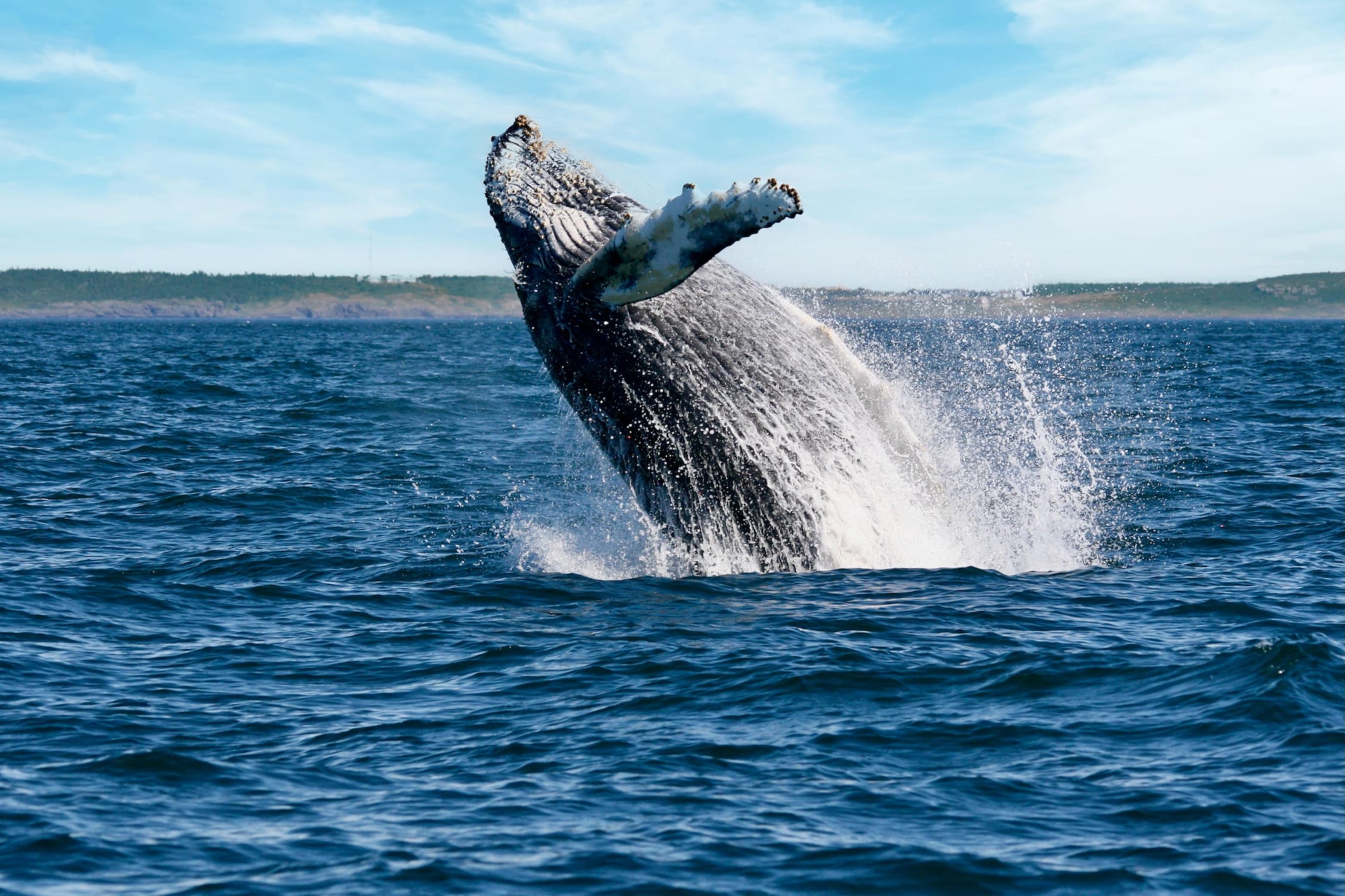 A whale breaching the water