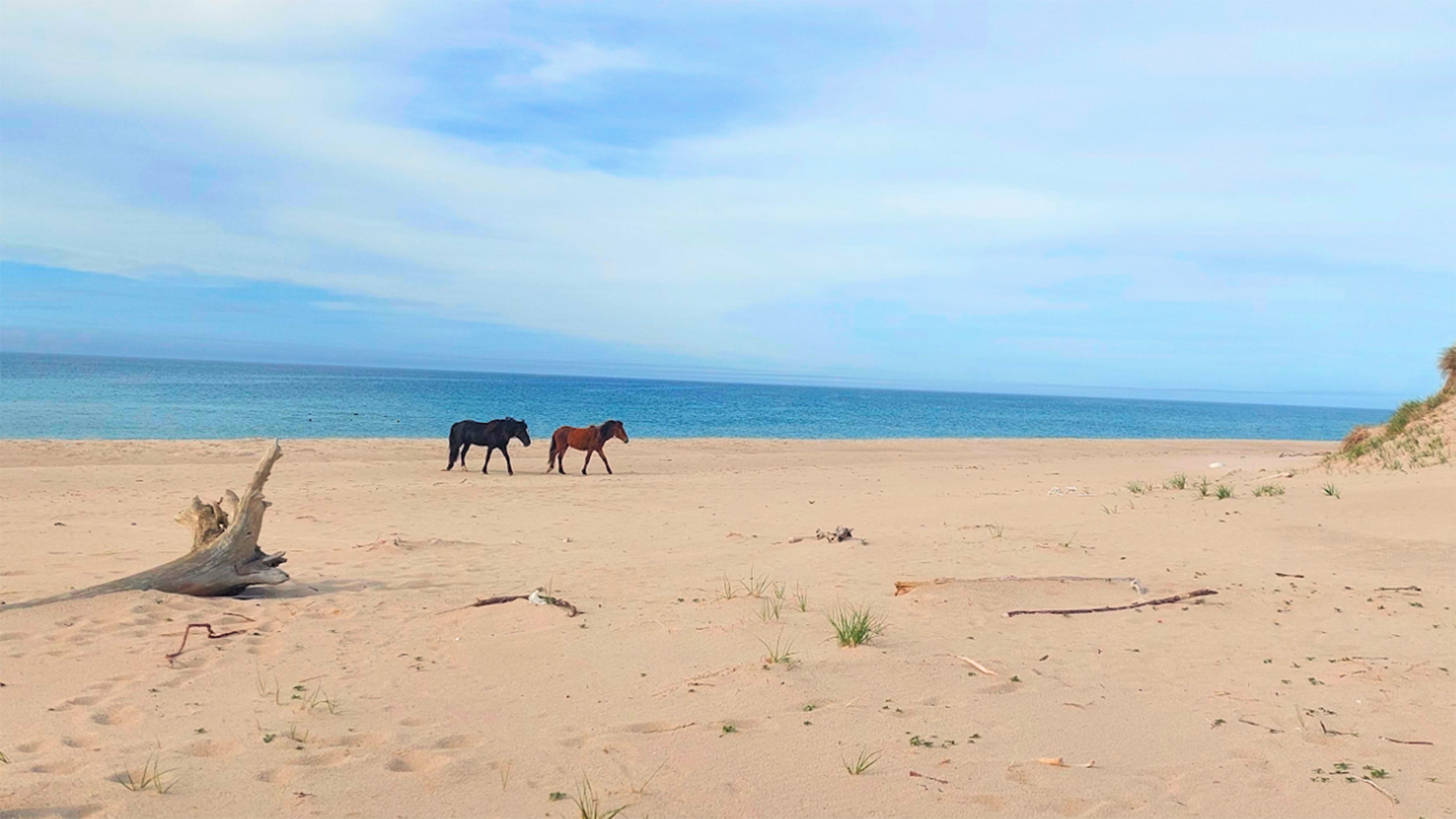 A view of two horses walking across the sand with Sable Ocean Adventures on Sable Island