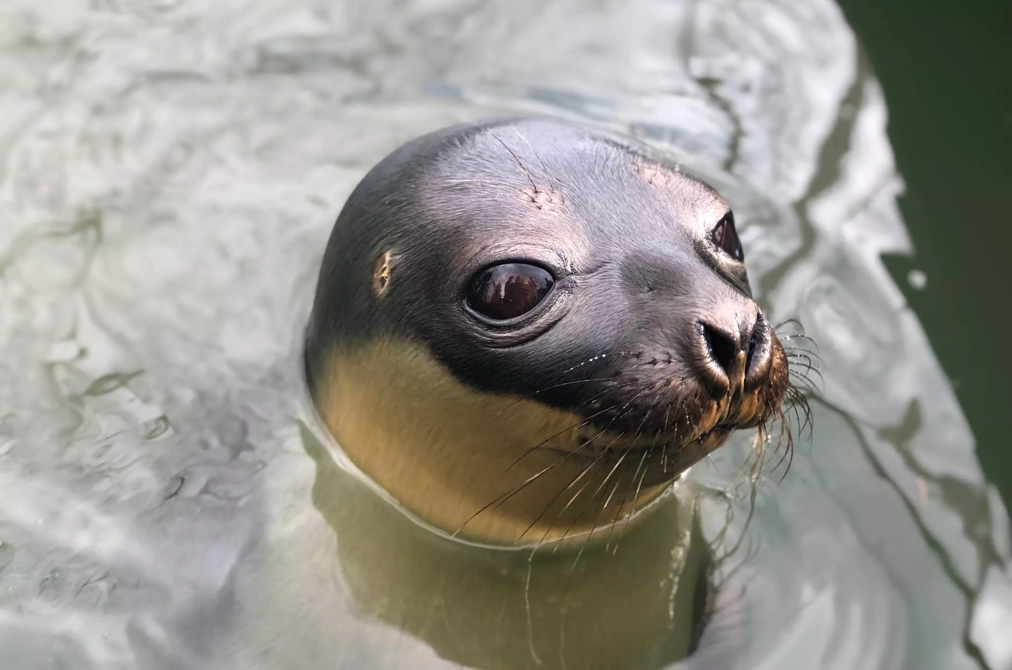 Hope for Wildlife