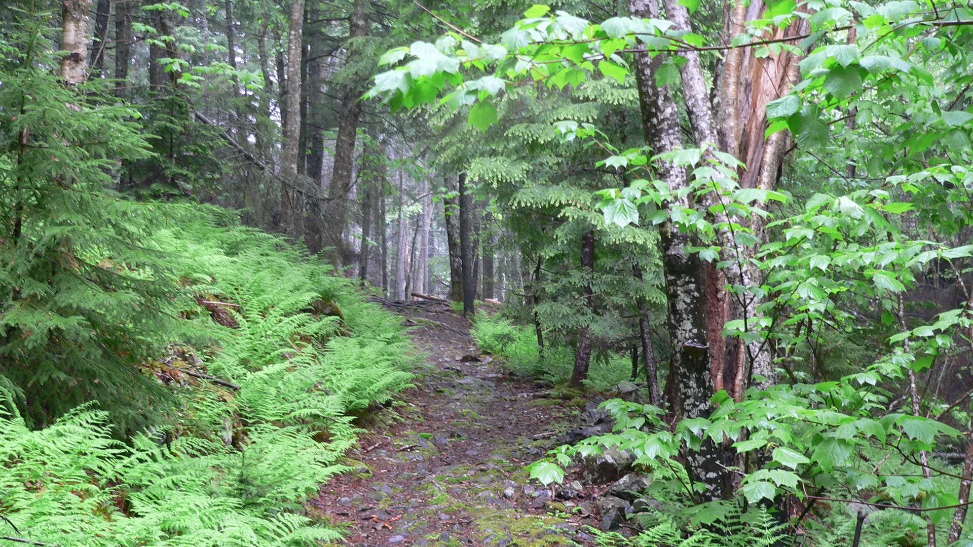 Hemlock Ravine Park