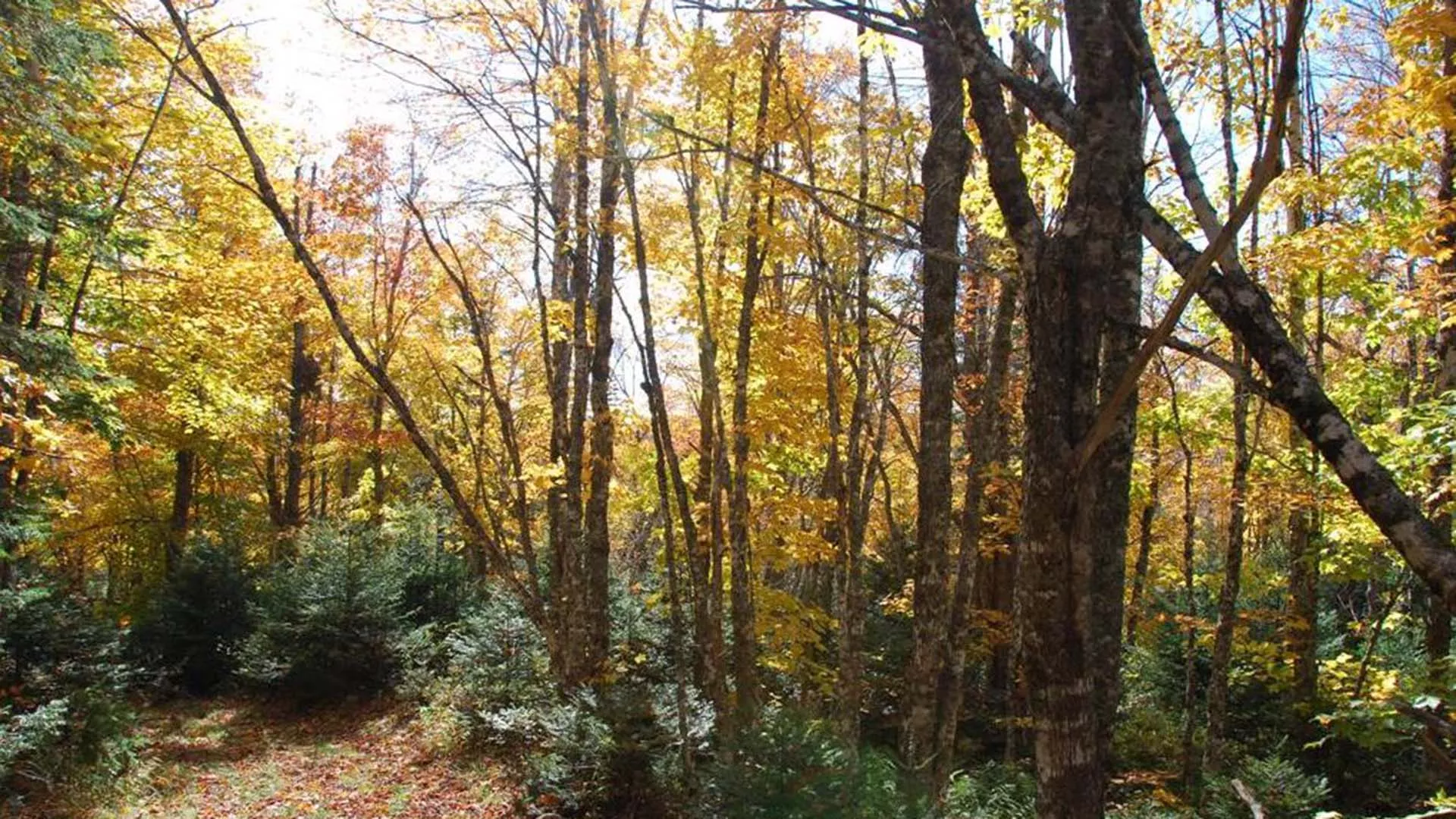 Sandy Cope Trail