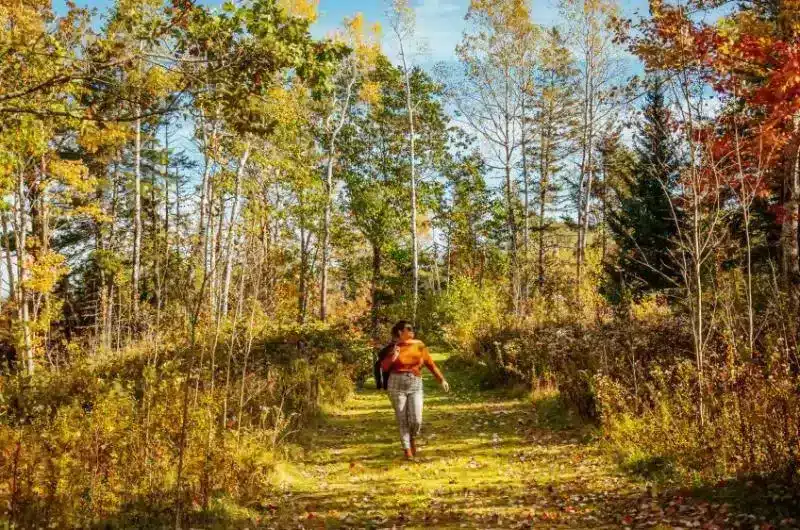 It is fall. A person walks down a trail between a few trees that are changing colour.