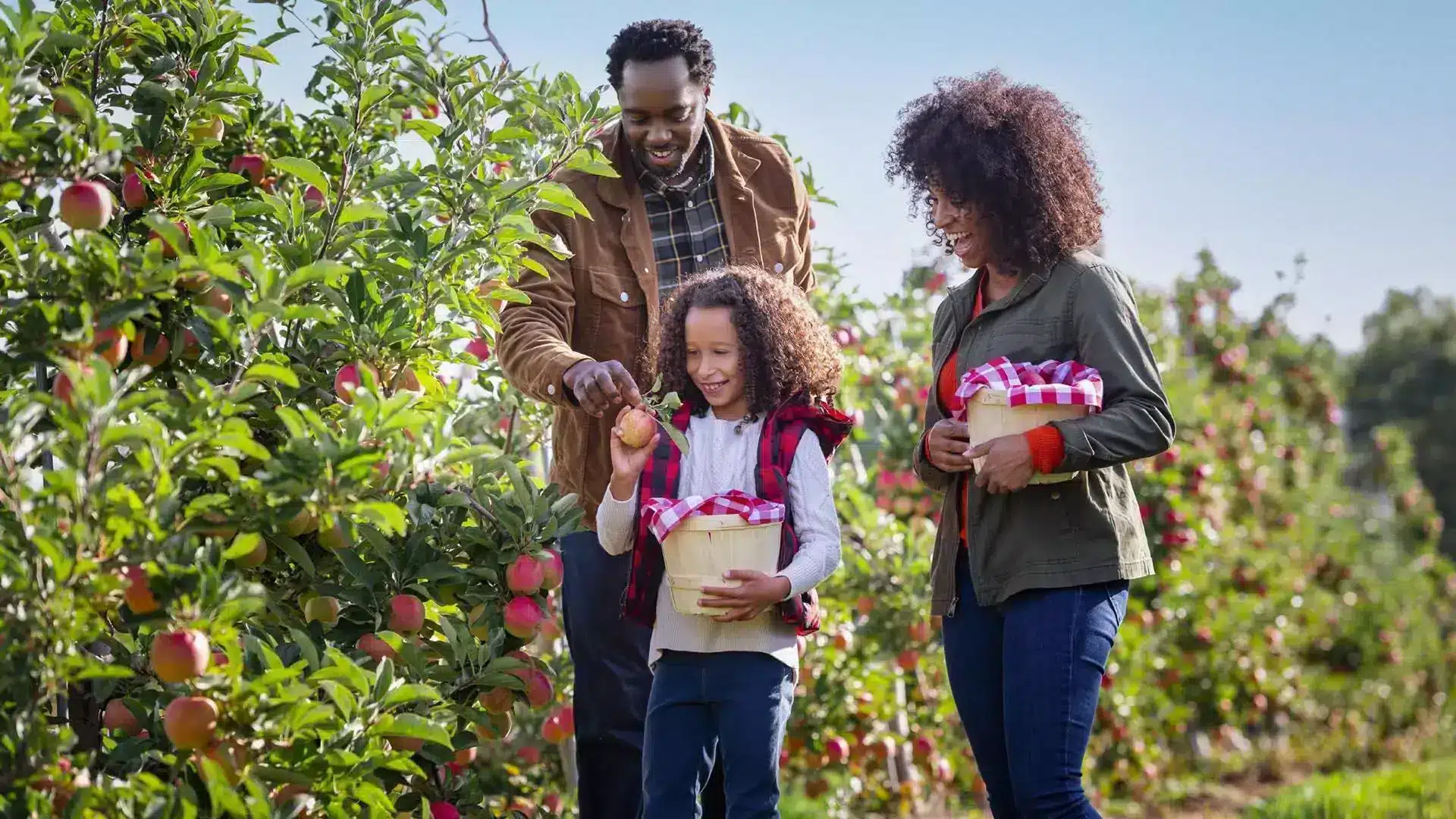 Apple Picking in the Annapolis Valley