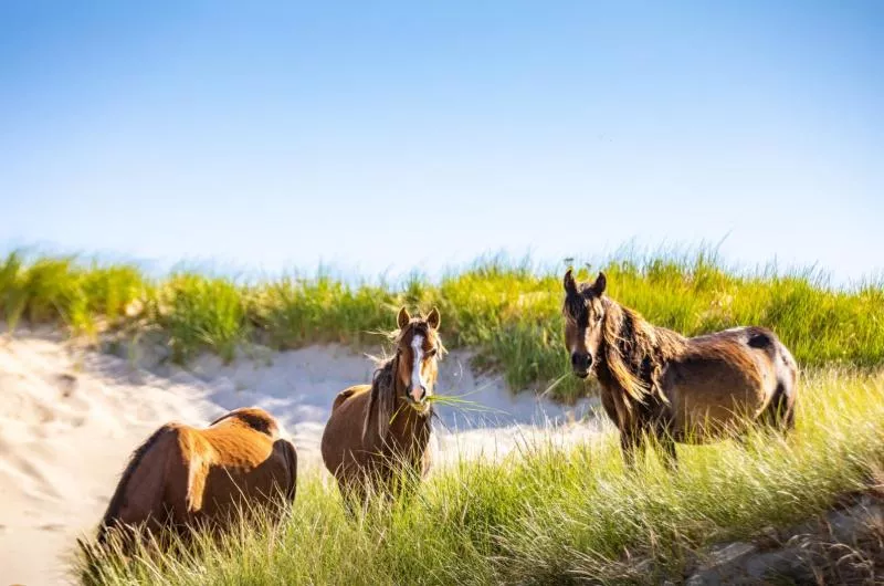 Three horses stand in a mix of sand and tall green grass. It is a sunny, blue sky day.
