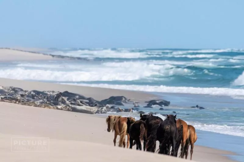 A group of horses walks along a sandy beach, close to the water. There is not a cloud in the sunny blue sky.