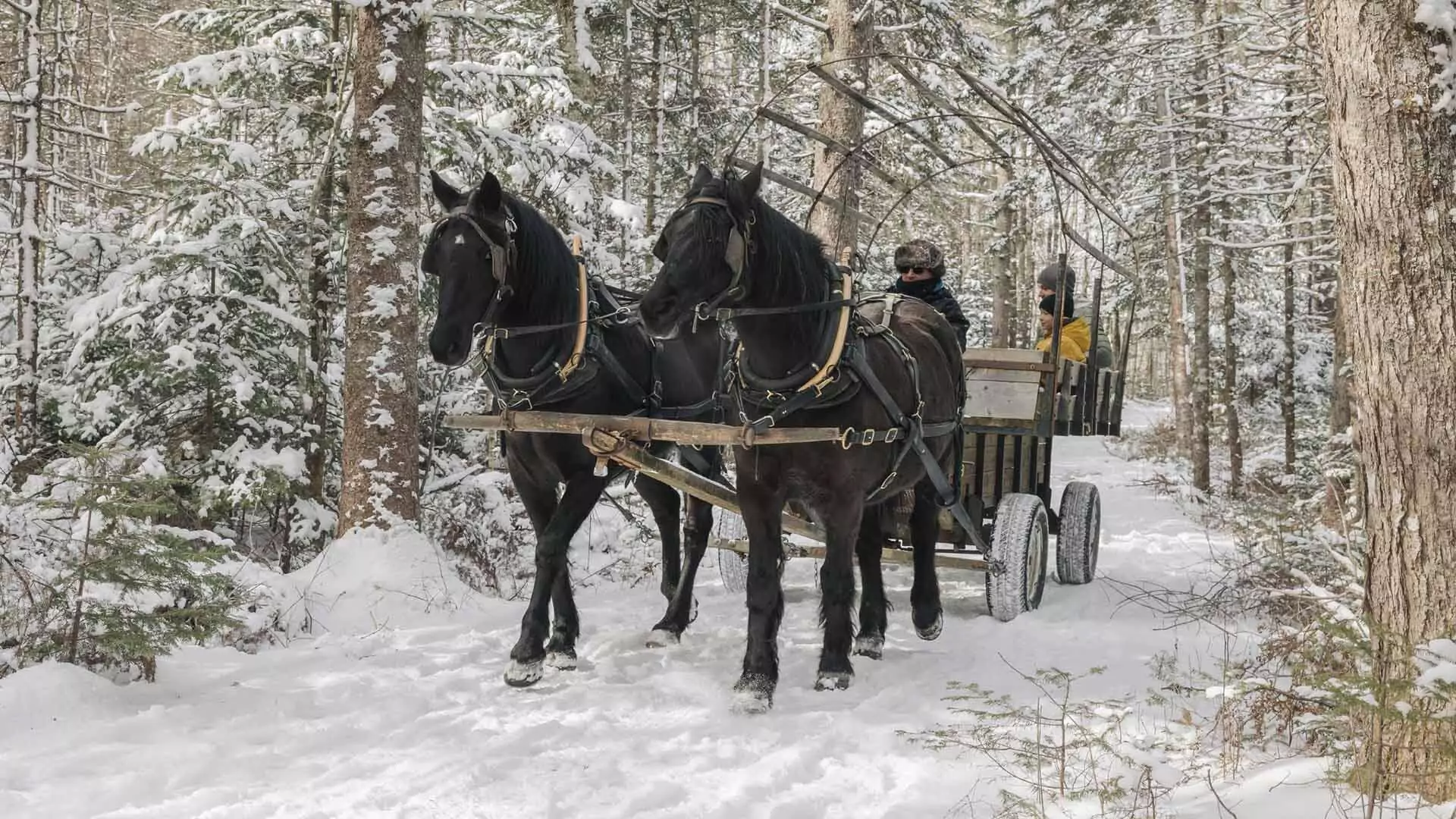Horse drawn sleigh at Ross Farm Museum