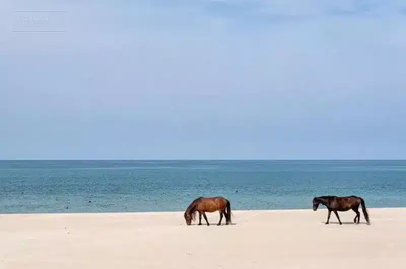 Two brown horses on a sandy beach. The blue ocean and blue sky is in the background. There is not a cloud in the sky.